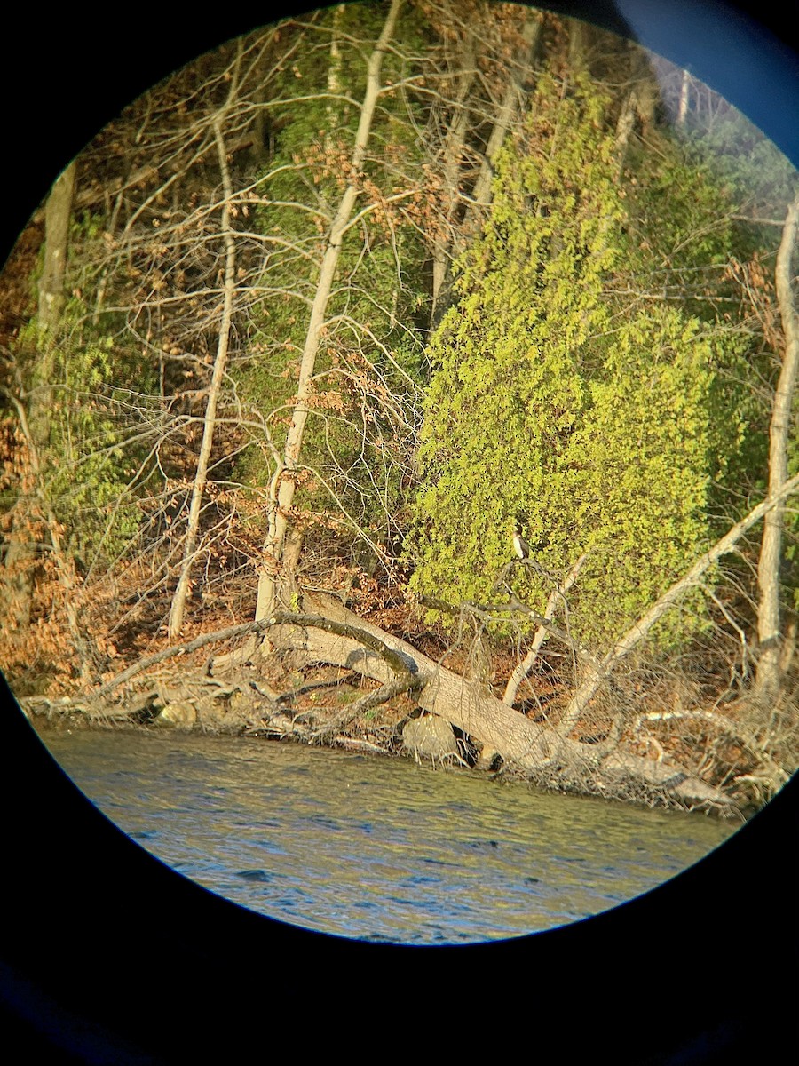 Grand Cormoran - ML286883281