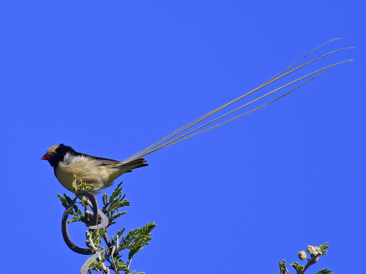 Straw-tailed Whydah - ML286884081