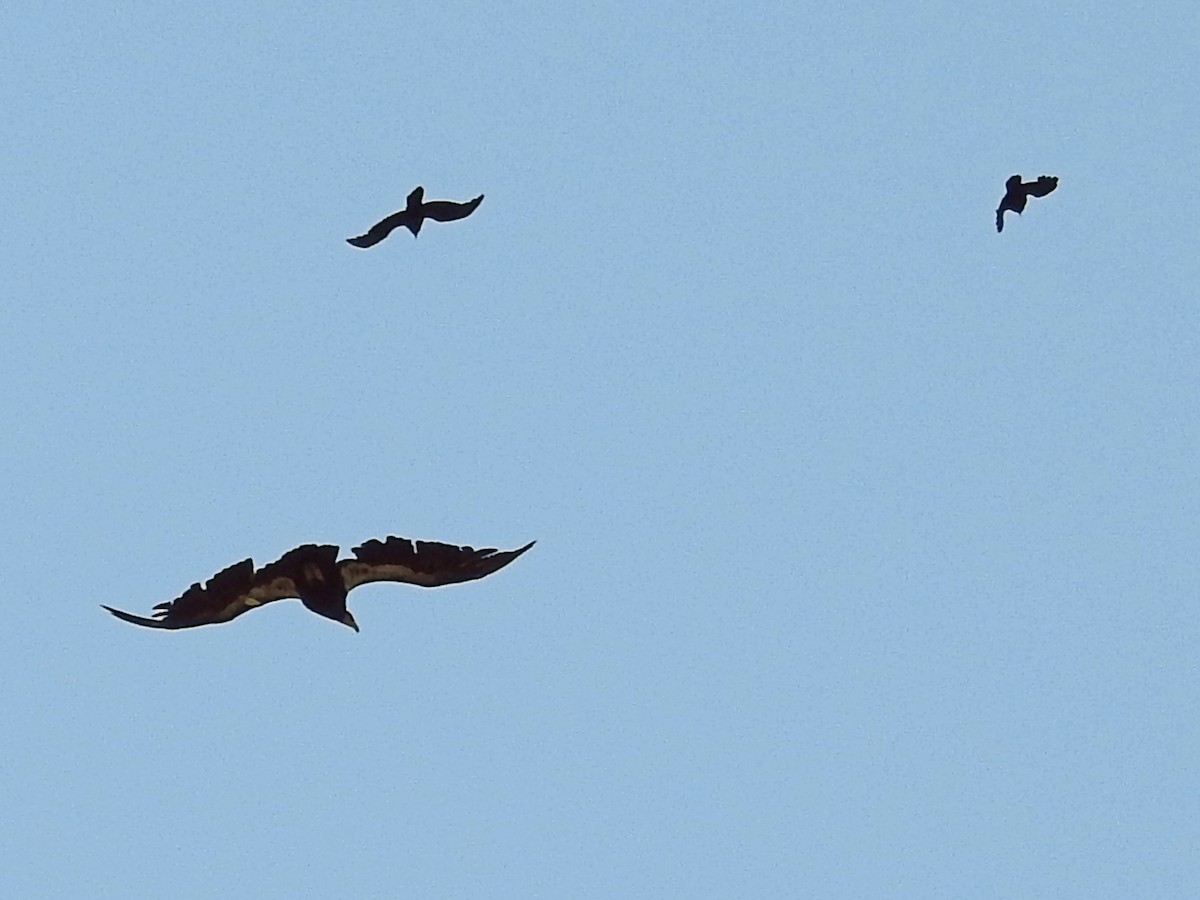 Cóndor Californiano - ML28688561