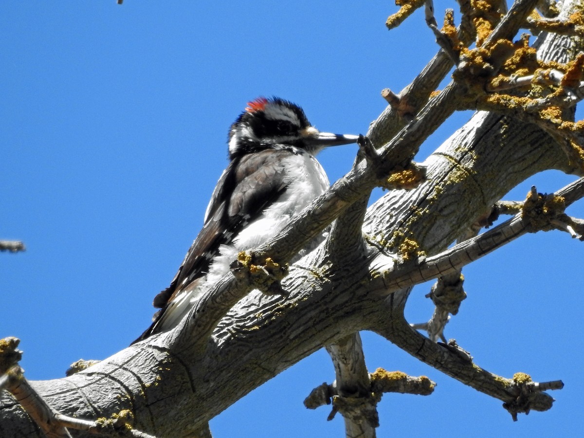 Pico Velloso - ML28688651