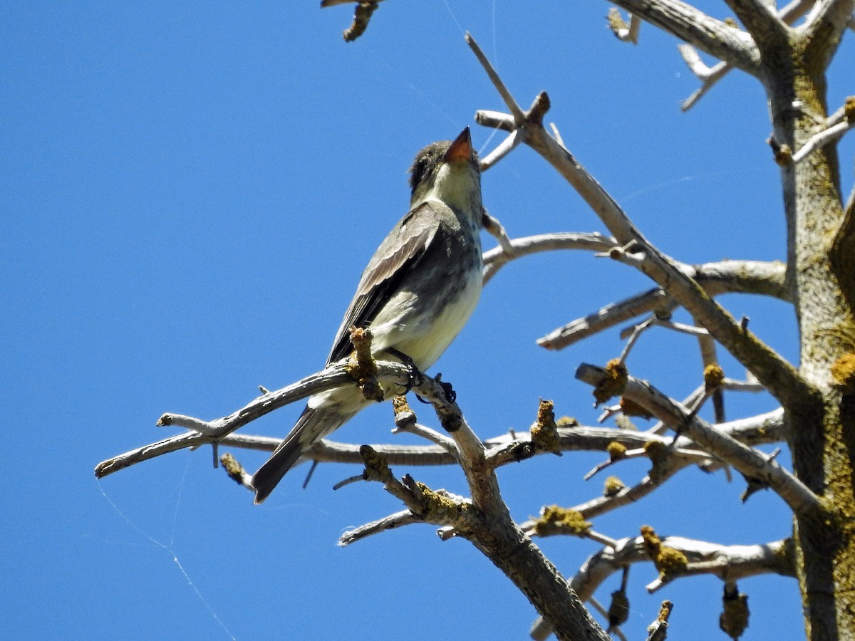 Pibí Boreal - ML28688691