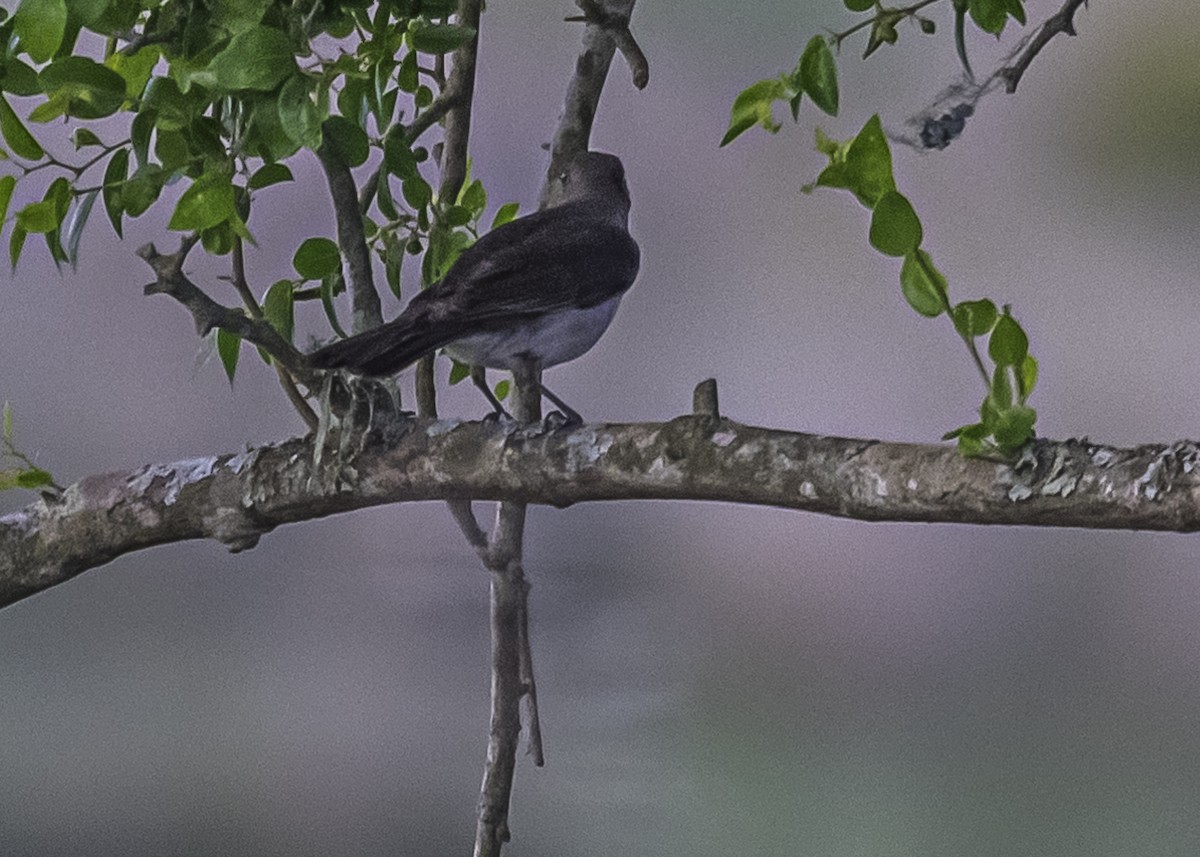 Creamy-bellied Thrush - ML286887221