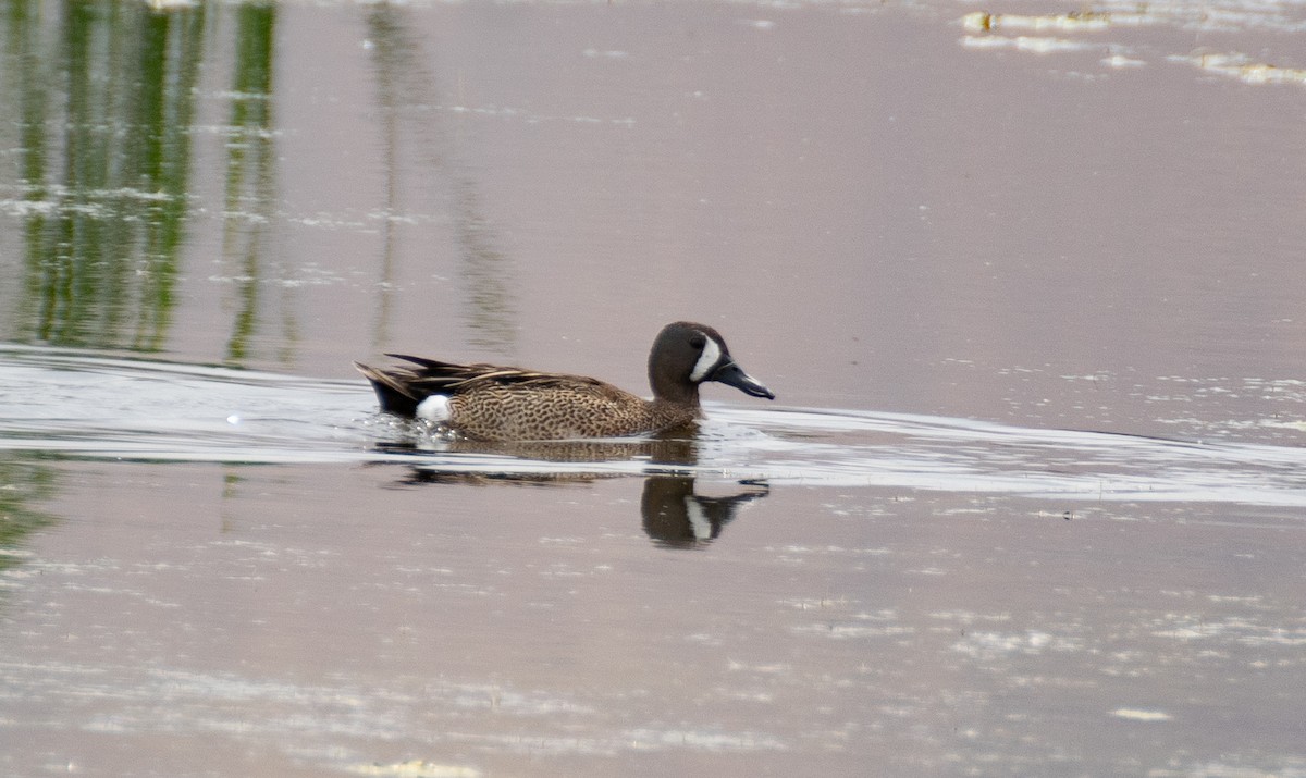Blue-winged Teal - ML286887491