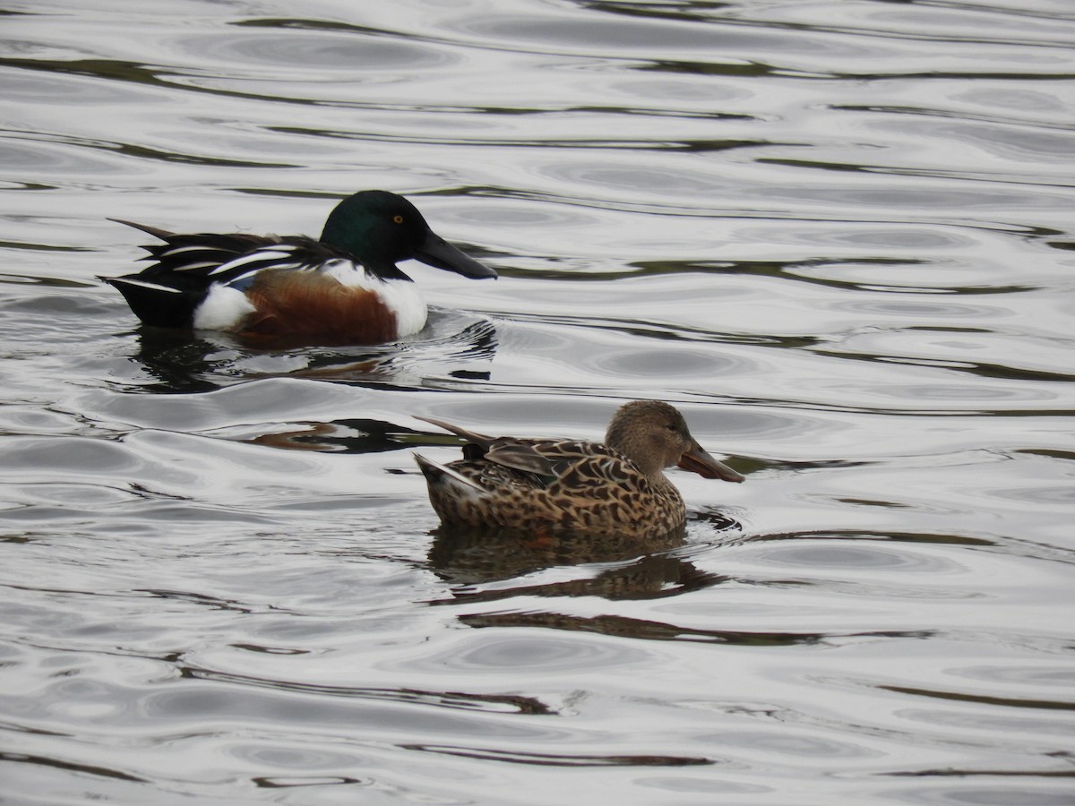 Northern Shoveler - ML286888251