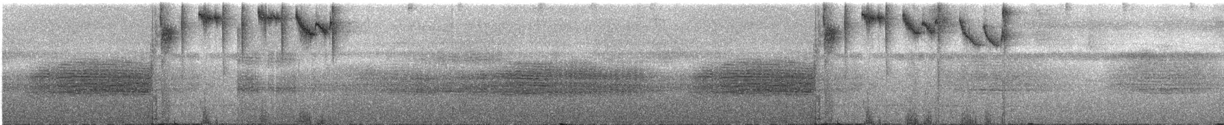 Weißbinden-Schattenkolibri - ML286889
