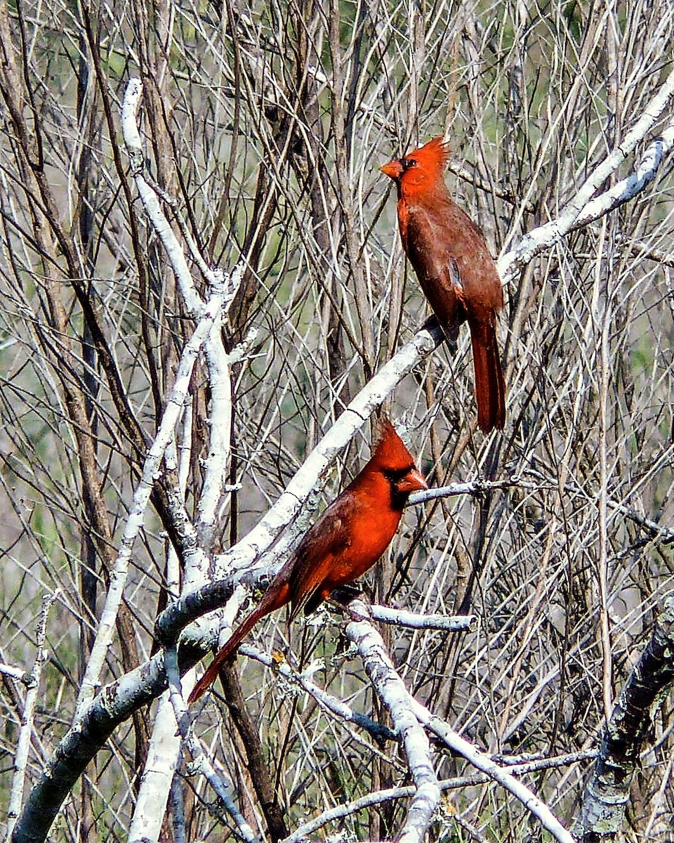 Northern Cardinal - Tim Ludwick