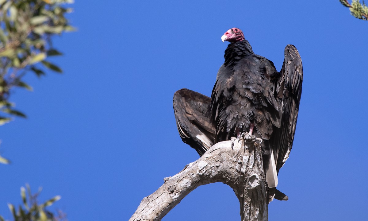 Turkey Vulture - ML286889301