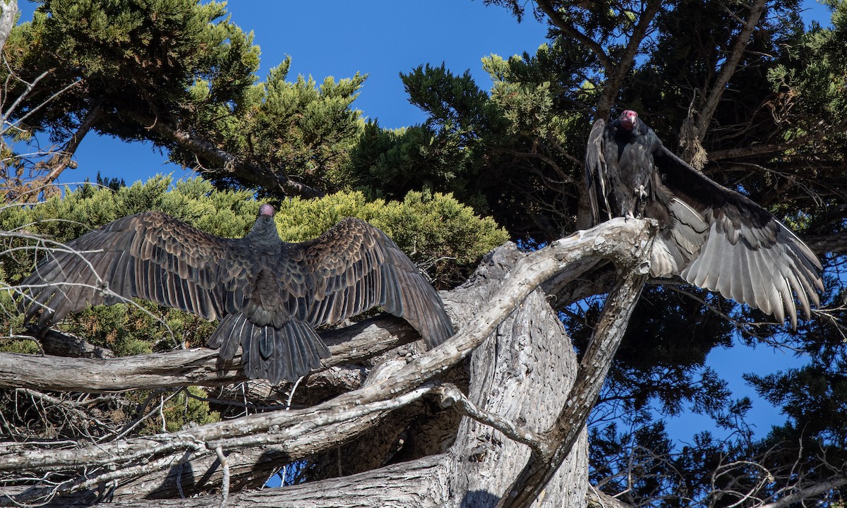 Turkey Vulture - ML286889441