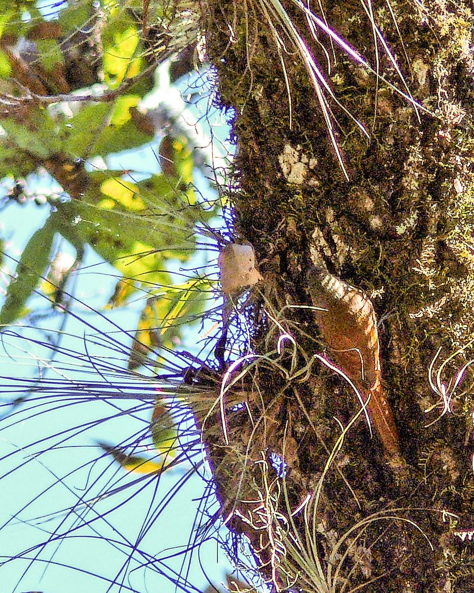 Olivaceous Woodcreeper - ML286889641