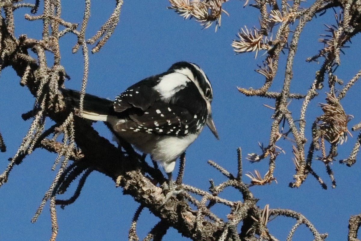 Hairy Woodpecker (Eastern) - ML286892011