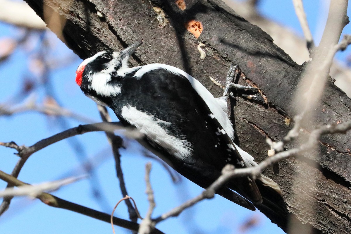 Hairy Woodpecker (Rocky Mts.) - ML286892311