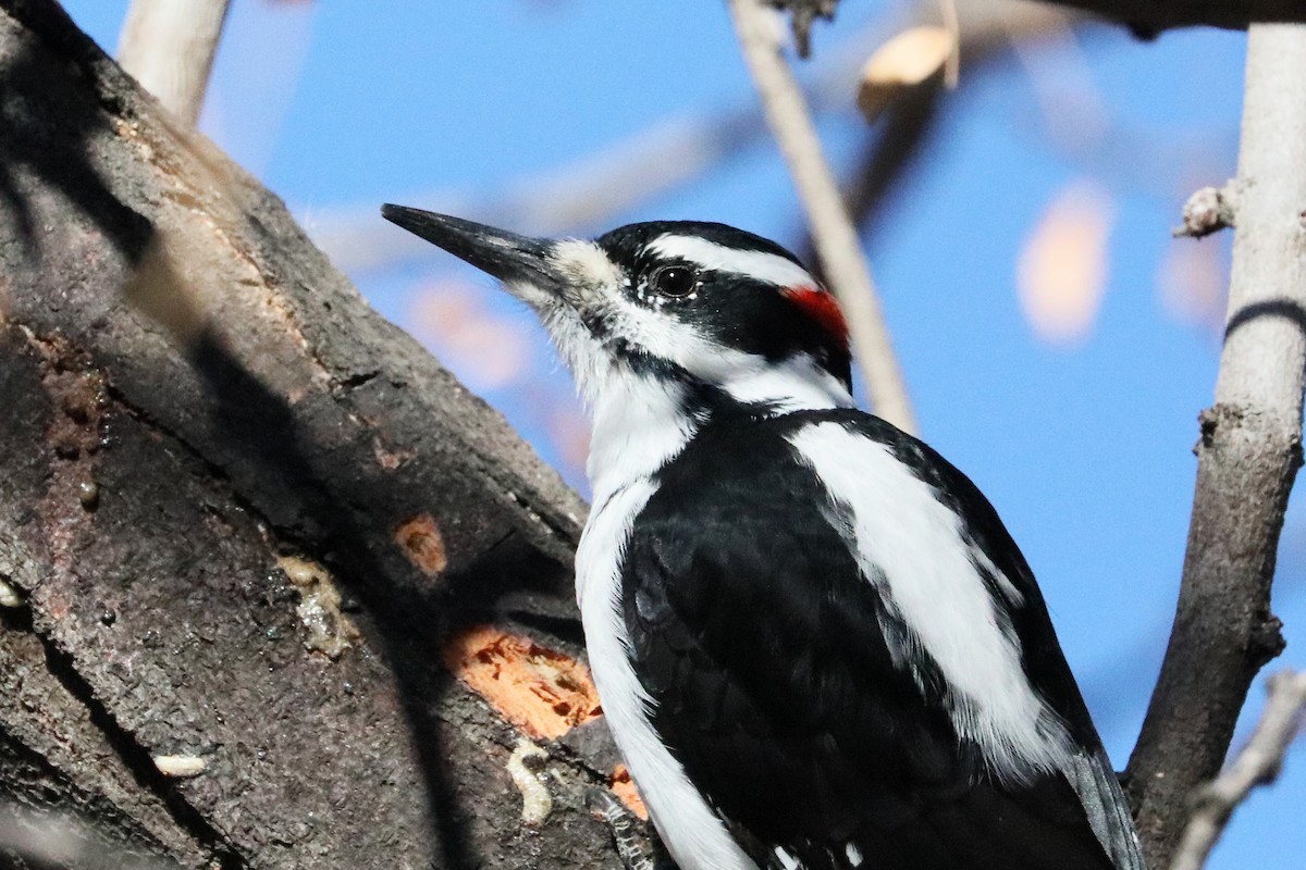 Hairy Woodpecker (Rocky Mts.) - ML286892351