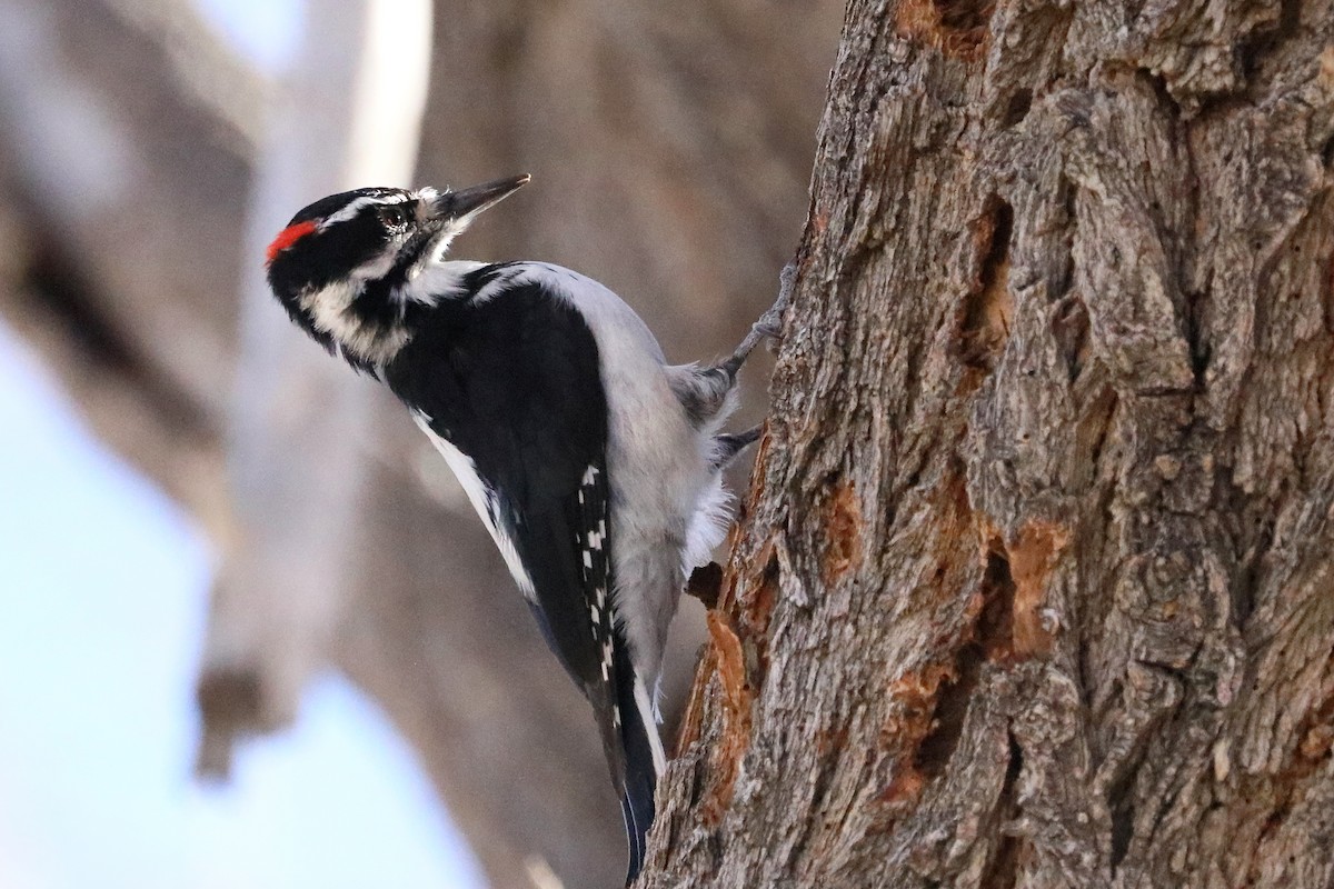 Hairy Woodpecker (Rocky Mts.) - ML286892361