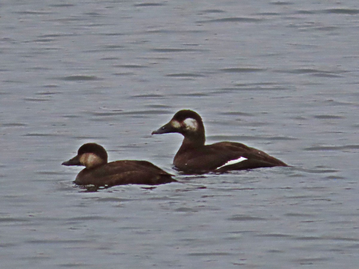 Black Scoter - ML286893781