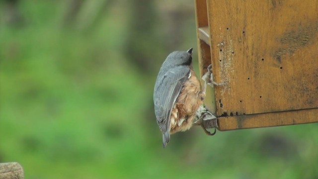 Eurasian Nuthatch - ML286893891