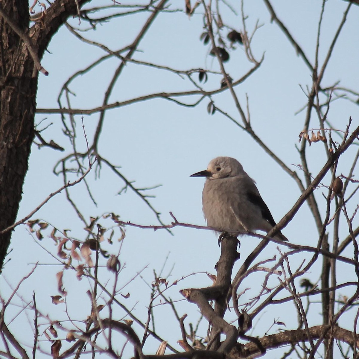 Clark's Nutcracker - ML286894661