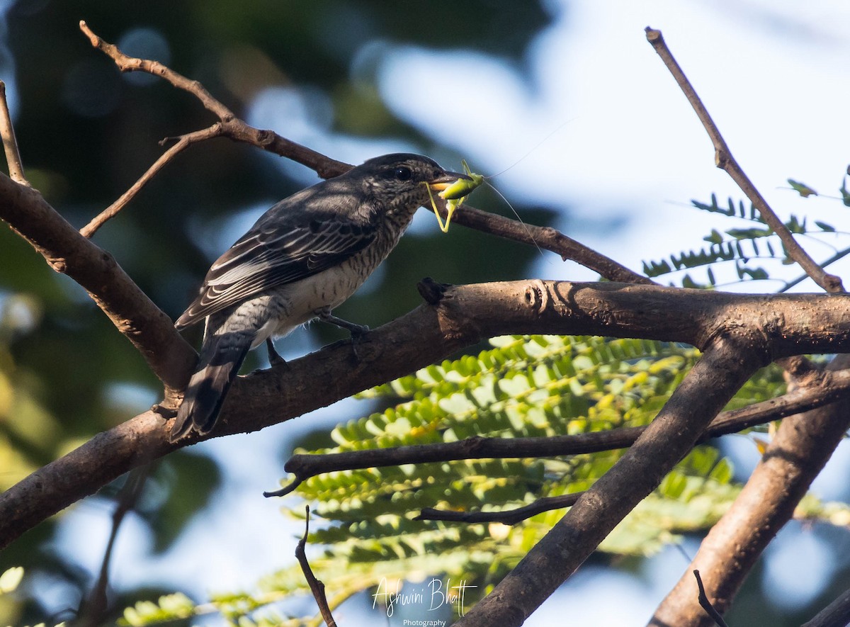 Black-headed Cuckooshrike - ML286896061