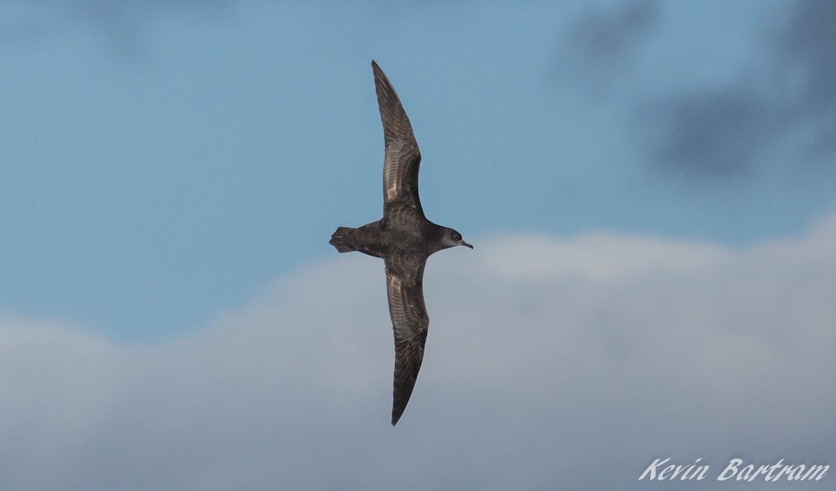 Short-tailed Shearwater - Kevin Bartram