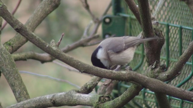 Marsh Tit - ML286896571