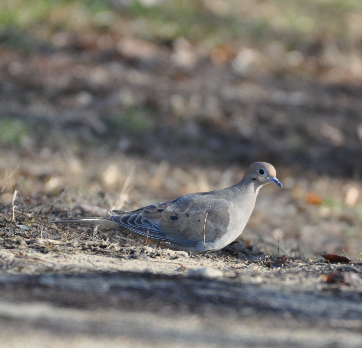Mourning Dove - Steven Pancol