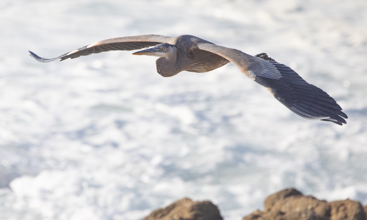 Great Blue Heron (Great Blue) - ML286897081