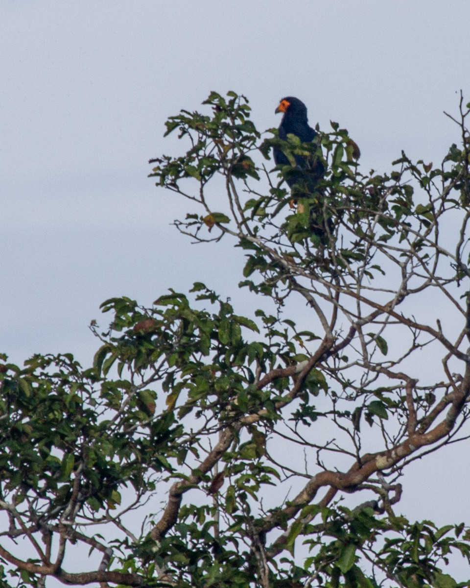 Black Caracara - ML286899031