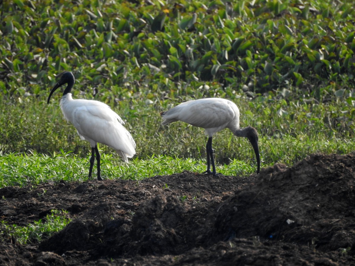 Black-headed Ibis - Sharang Satish