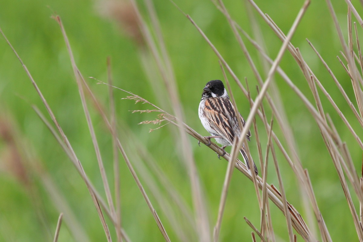 Reed Bunting - Marcus Hunt