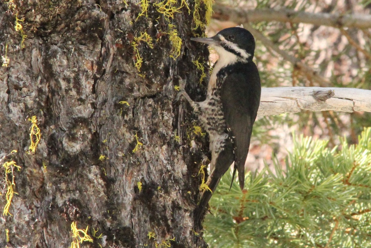 Black-backed Woodpecker - ML28690041
