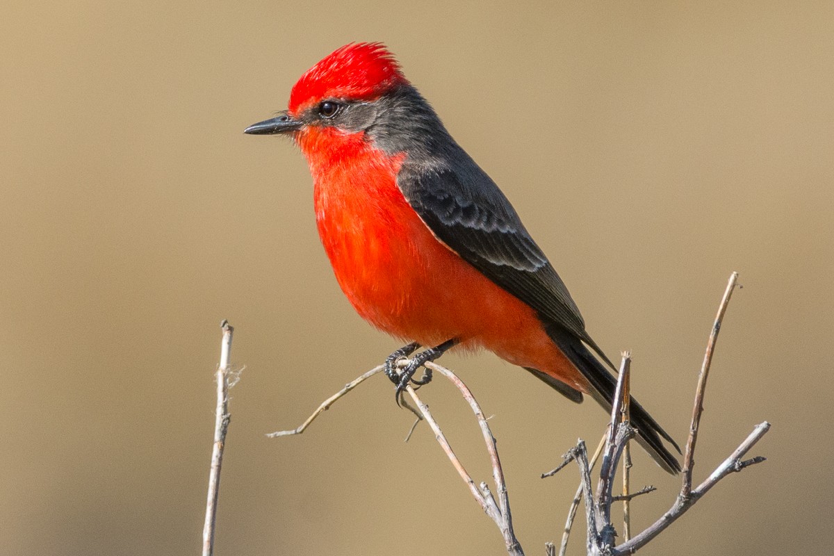 Vermilion Flycatcher - ML286901361