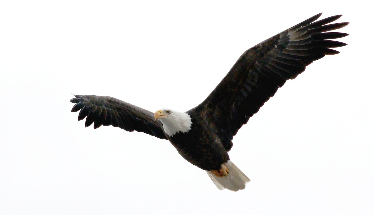 Bald Eagle - ML286901371