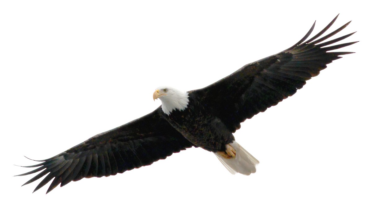 Bald Eagle - ML286901401