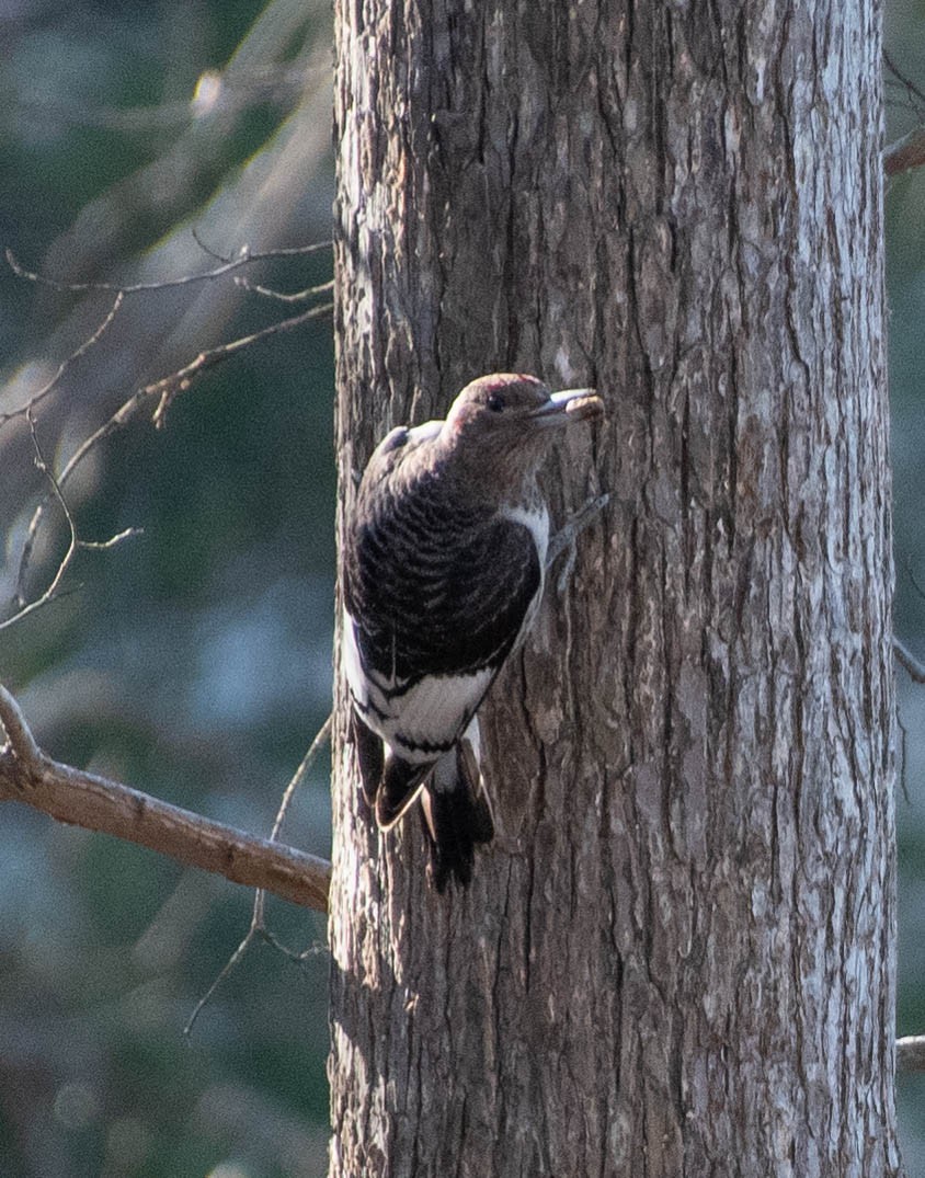 Red-headed Woodpecker - ML286901921