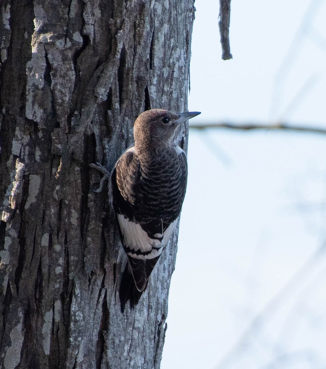 Red-headed Woodpecker - ML286901941