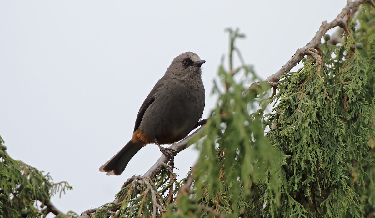 Abyssinian Catbird - ML286902261