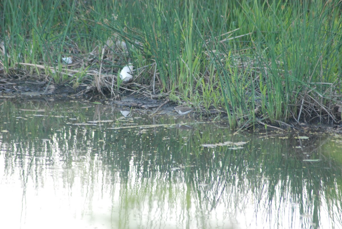 Spotted Sandpiper - ML28690231