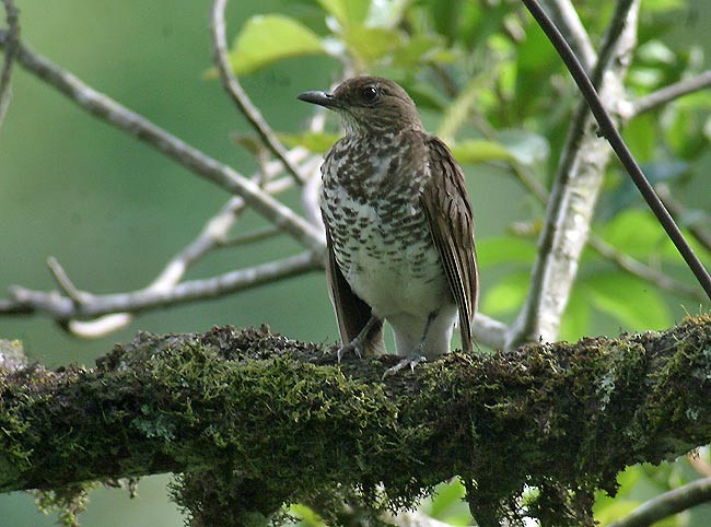 Marañon Thrush - ML28690301