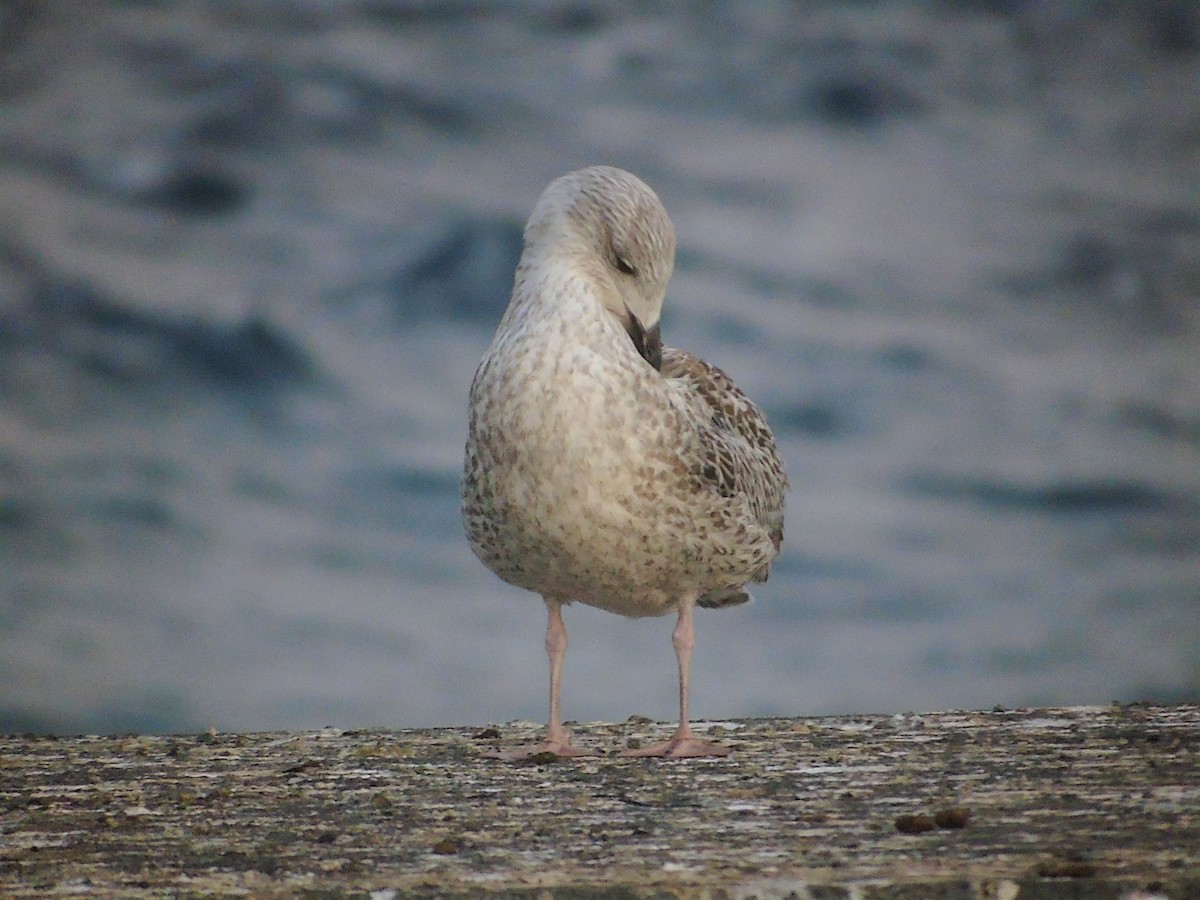 Great Black-backed Gull - ML286904881