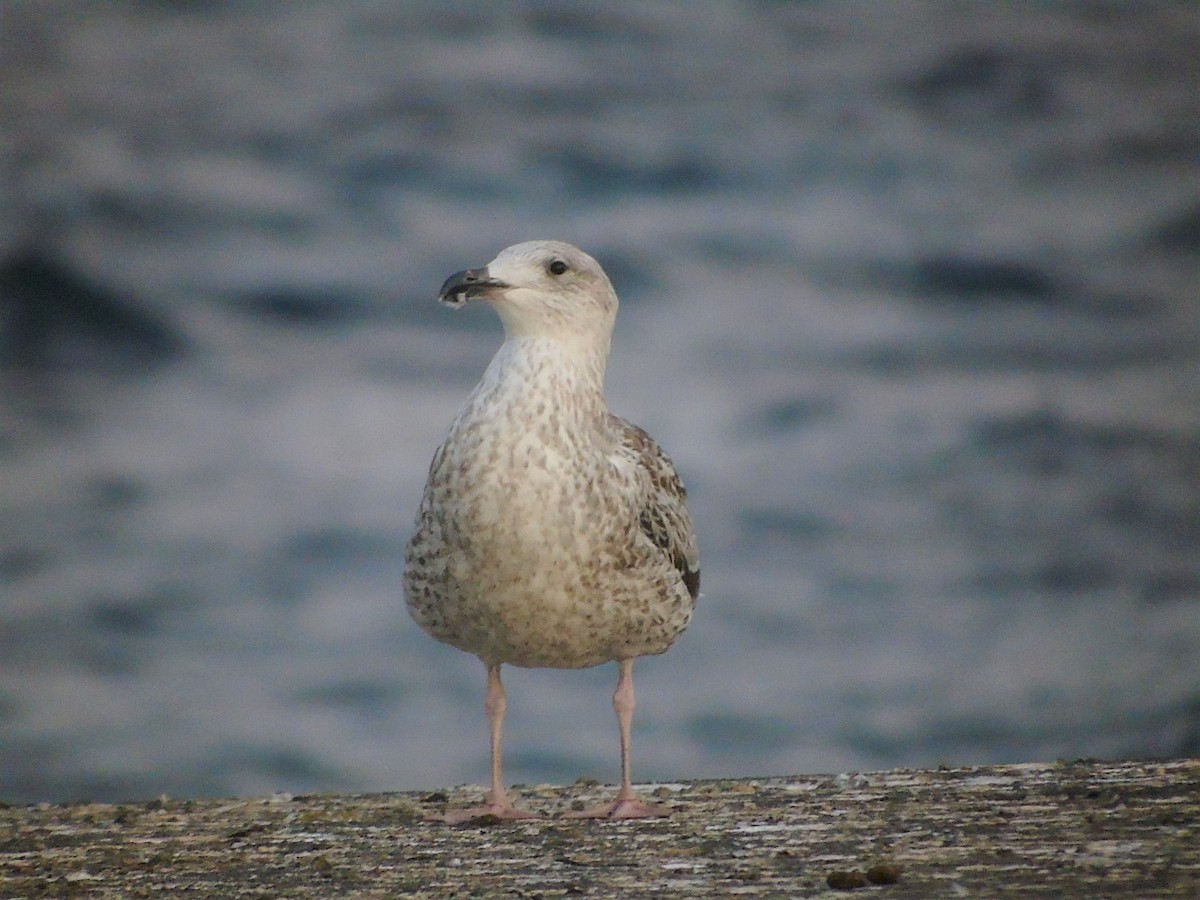 Great Black-backed Gull - ML286904951