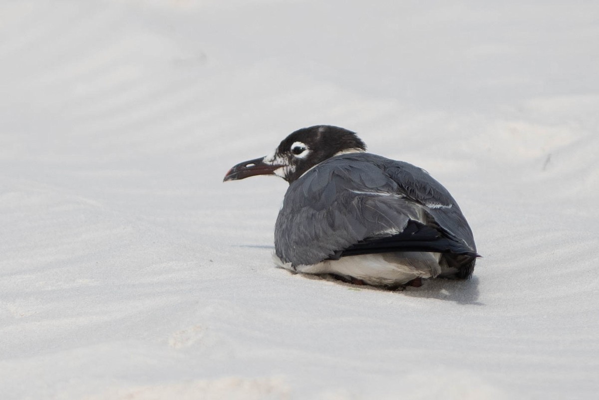 Laughing Gull - ML286905031