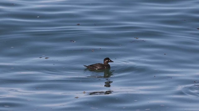 Surf Scoter - ML286905481