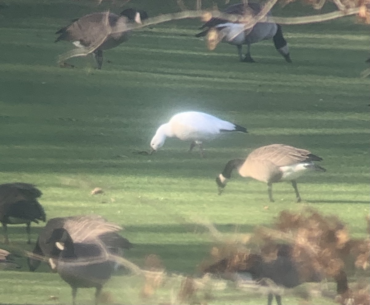 Ross's Goose - ML286905681