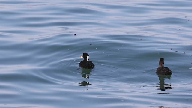 Surf Scoter - ML286905701