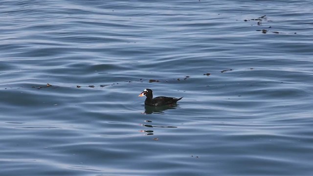 Surf Scoter - ML286906371