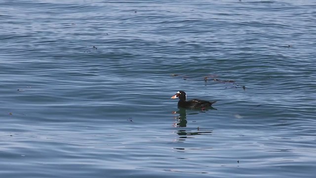 Surf Scoter - ML286906881