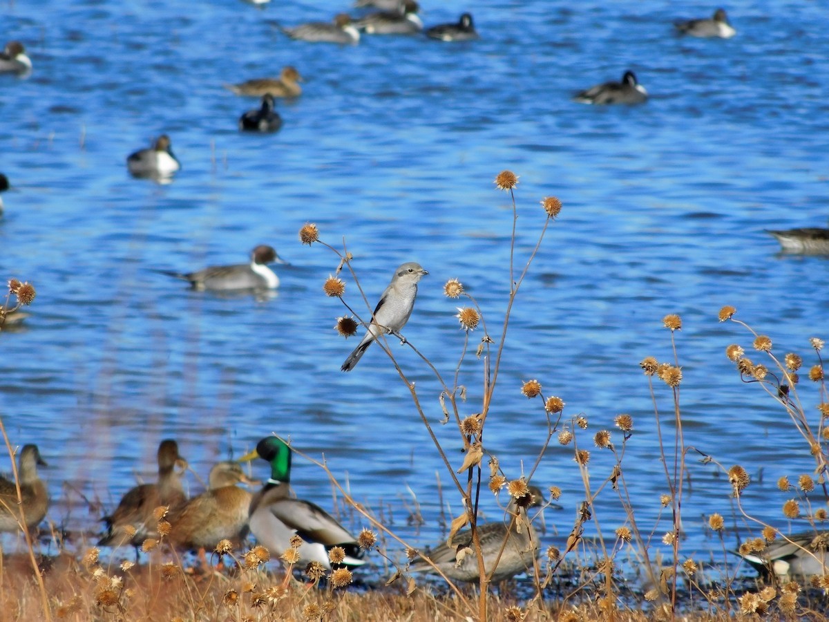 Northern Shrike - ML286907871