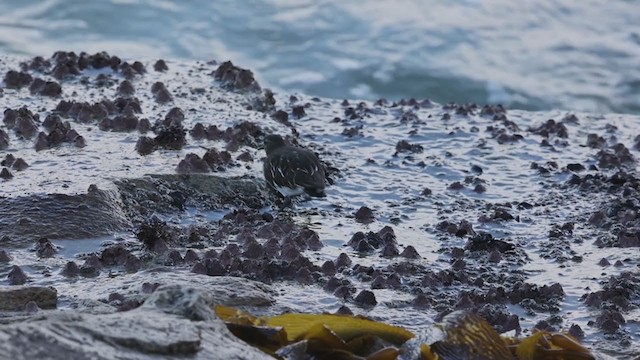 Black Turnstone - ML286907901