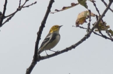 Black-throated Green Warbler - ML286908141