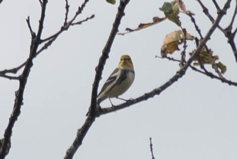 Black-throated Green Warbler - ML286908151