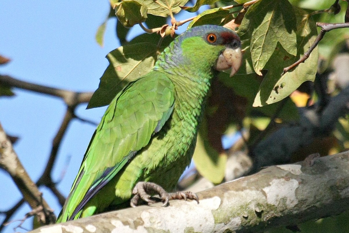 Lilac-crowned Amazon - ML28690871